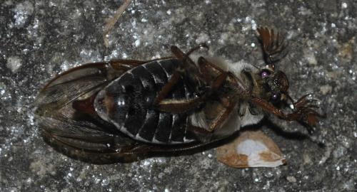 Réf. 238 788 : Melolontha melolontha